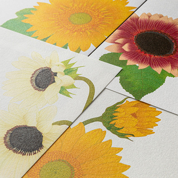 Midori Letterpad - Sunflower (Four Designs)