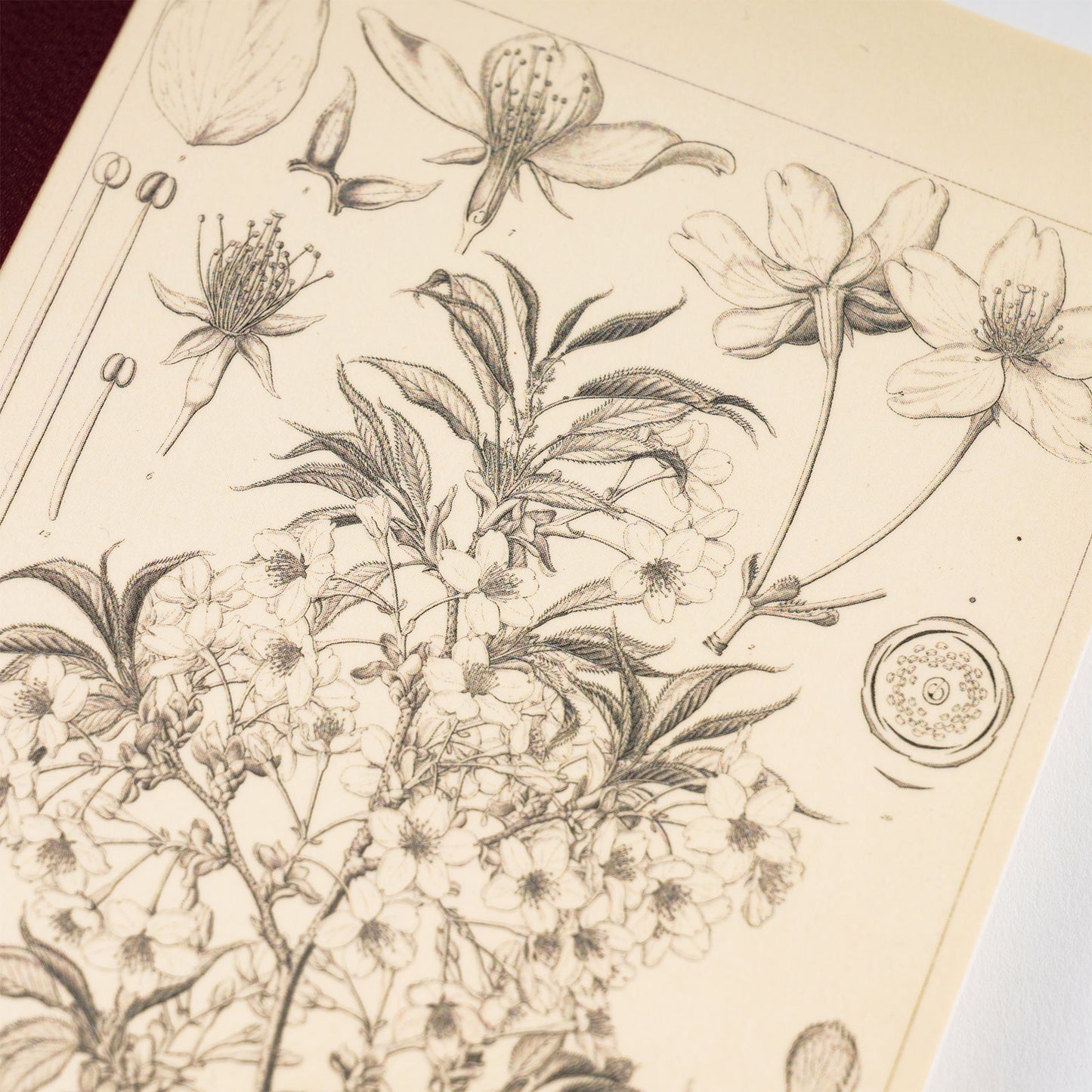 Hobonichi A5 Cousin Graph Notebook - Yamazakura